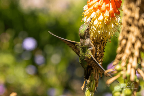 IMG_6552-Edit